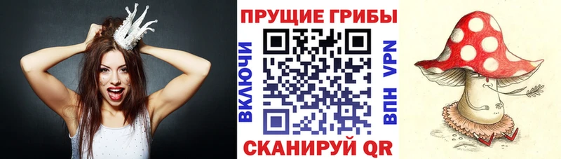 Галлюциногенные грибы Psilocybe Жуков